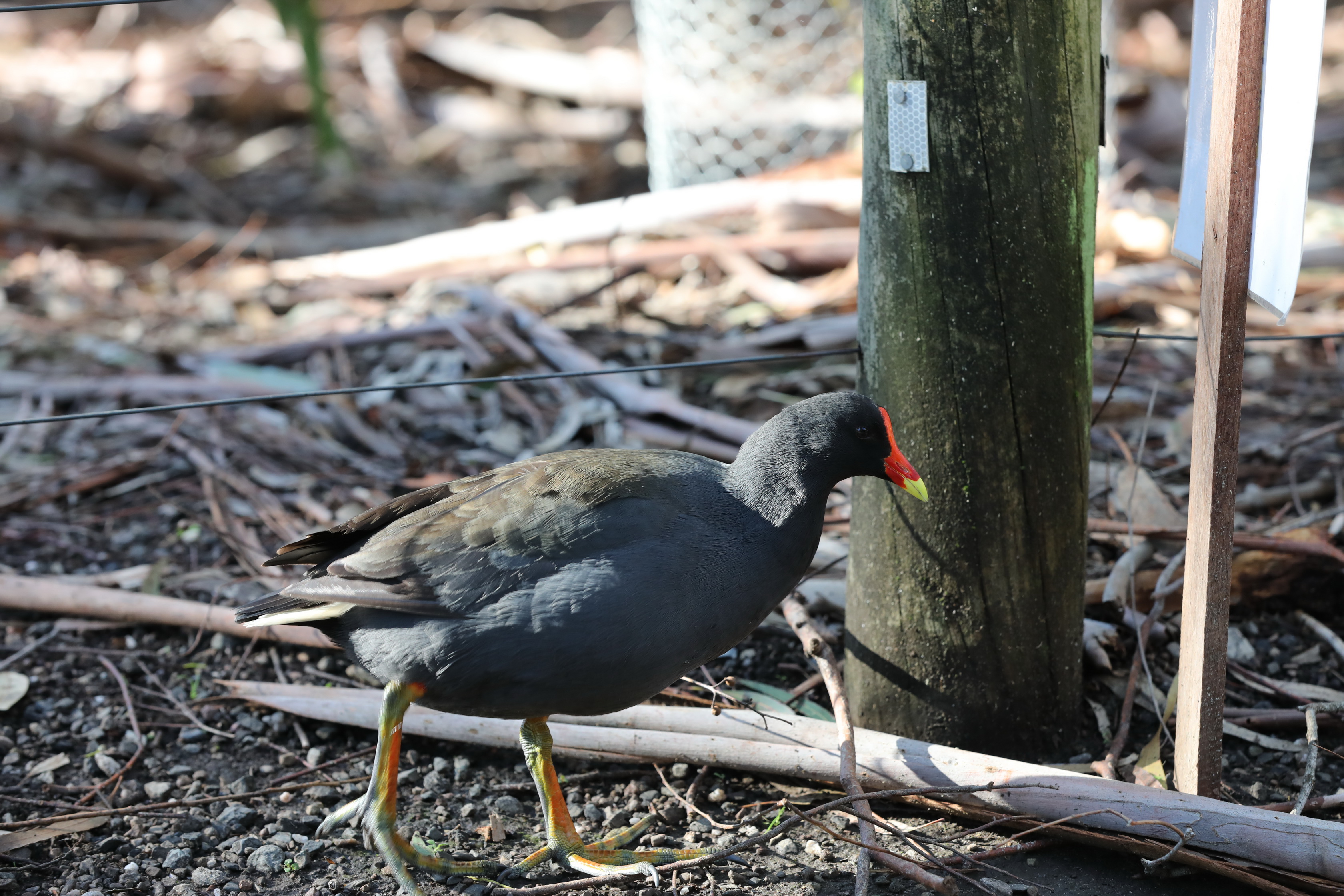 2019 07 19 14 38 07 Canon EOS 5D Mark IV 0030